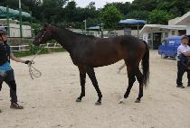 �Ⱦ�ġŸ (ANYANG CHEETAH) ����