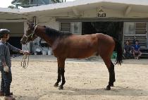 �ý�Ǫ������ (SISPUMA WINNER) ����