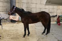 ��볪�� (DANGDAE NARAE) ����