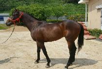 ���ϵ��� (WOLHADOKJAK) ����