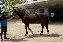 ����Ƽ���� (MIGHTY MAMBO) ����