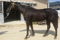 ������ (BLACK TEN) ����