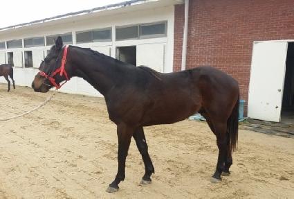 ���Ⱝ�� ����