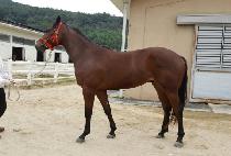 ��Ű�ʶ� (ZEKI FILA) ����