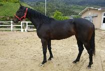 ������ȣ (GALILEE HO) ����