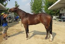 ��õ���̽� (DAECHEON ACE) ����