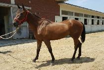 �ϴ��Ƕ� (HANEULUI TTEUT) ����