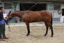 ���������� (MJ JILJU) ����