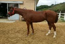 ��ġġ (PICHICHI) ����