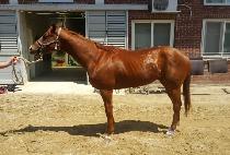 ŷ���̸� (KING SIMON) ����