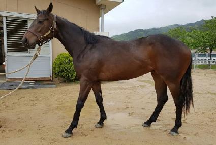 ���̵�� ����