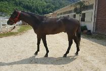 ��ī������� (VICAR OF THE SUN) ����