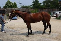 ���ø�Ʈŷ (AFLEET KING) ����