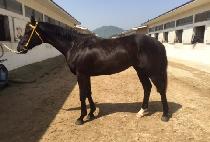 Ʈ��ÿ��� (TRUE CIELO) ����