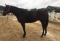 õ������ (CHEONJI RHYTHM) ����