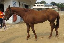 �ο���Ƽ�� (ROYAL MATTHIAS) ����