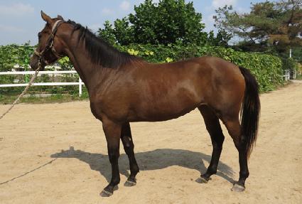 ���̳���ġ ����