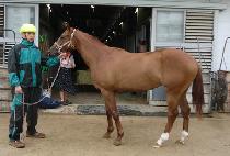 ���ο� (QUEEN ROYAL) ����