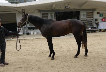 ������ŷ ����