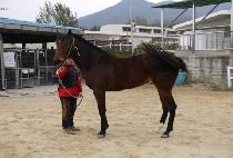 �ƶ��ư��� (ARABIA GONGJU) ����