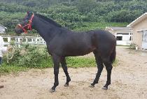 ���跩ŷ (SEGYE RANKING) ����