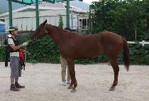 ��Ŀ�۷θ� (SOCCER GLORY) ����