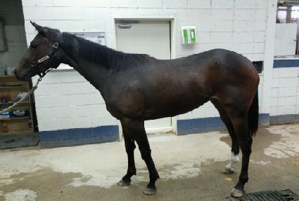 �ص����� ����