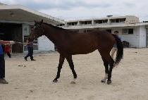 ŷ������ (KINGS BURY) ����