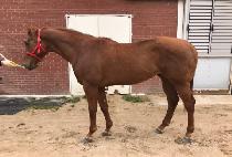 �����̺��� (B.K. BOSS) ����