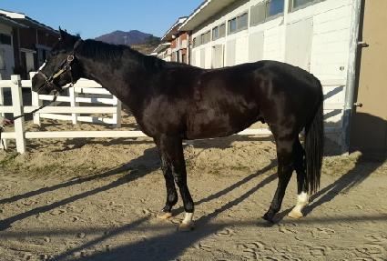 ��Ű�Ƶ� ����