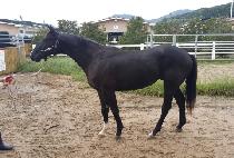 ������ (VEGA ONE) ����