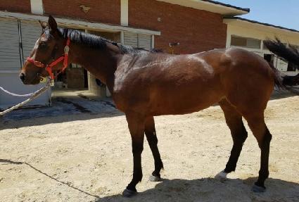 ���������� ����