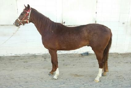 ��ƪ ����