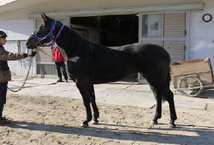 �̽��Ͼƴ� ����