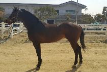 ���ӿ��̽� (GASOK ACE) ����