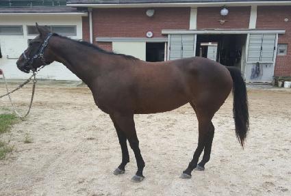 ���̾��۽�Ʈ ����