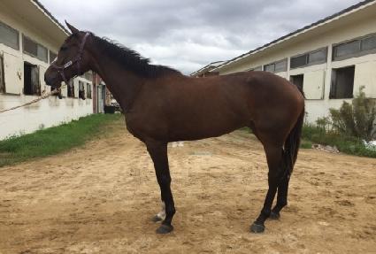 ����ô ����