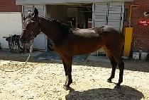 ����Ҹ� (QUEEN��S BULLET) ����