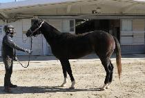 �̶�Ŭ��Ÿ (MIRACLE STAR) ����