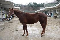 ȯ���强 (HWANAE JANGSEONG) ����