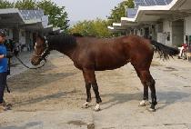 �Ͼ߷κ� (HAYAROBI) ����