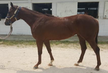 ���Ƿ��̵� ����