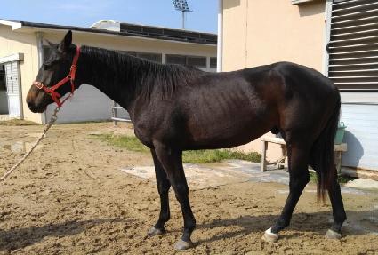 ���������� ����