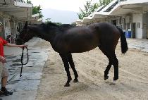 �ݽ�Ÿ���� (VAN STAR AWAY) ����