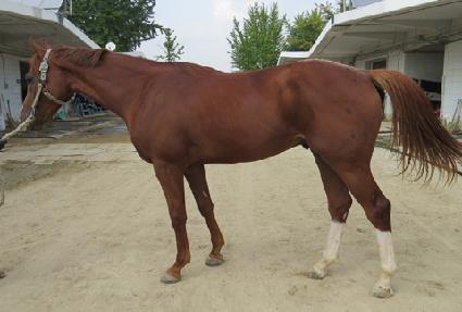 ����ȣũ ����