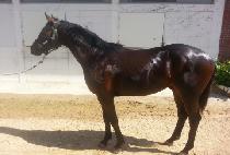 ��������� (NOBLESSE MAN) ����