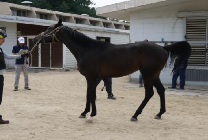 ���̷��� ����