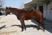 NAMCHONUI QUEEN picture