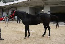 ��ְ��� (SAMAE GONGJU) ����