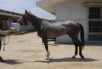 �¾������� (TAEYANGUI JEONSEOL) ����